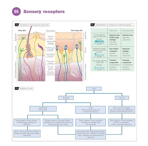 Sensory Receptors - pediagenosis