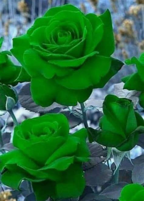 Rare GREEN ROSE Flower tree plant 10 or 20 Seeds | Etsy