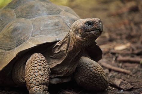 Turtle Free Stock Photo - Public Domain Pictures