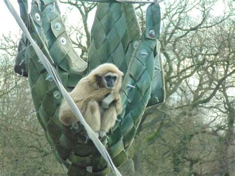 Chester zoo howling monkey | Monkeys funny, Chester zoo, Animal photography