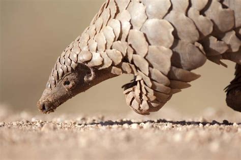 Pangolin - A-Z Animals