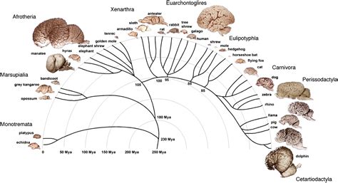 Galileo Feynman: Comparative Brain Anatomy in Different Animals -- Some Elementary Observations