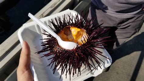 [I Ate] Fresh sea urchin : r/food