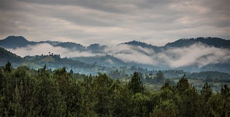 Bwindi Impenetrable National Park, Uganda - Journeys by Design