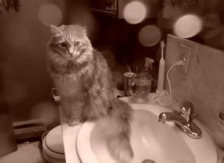 kitty KEESOON in likes to hang in the shower near me | Flickr