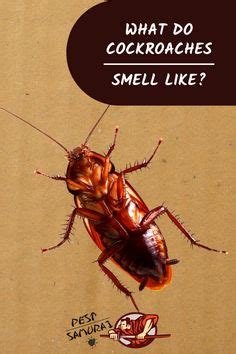 What Do Cockroaches Smell Like? | Information and Facts | Cockroaches ...