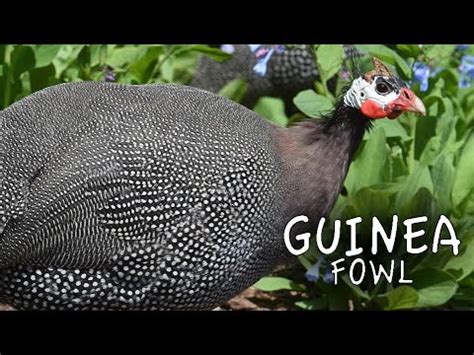 Guinea Fowl Sounds