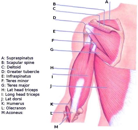 [Figure, Scapulohumeral muscles Image courtesy O.Chaigasame ...