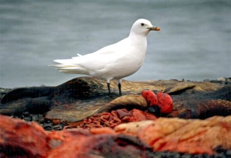 Ivory Gull – "OCEAN TREASURES" Memorial Library