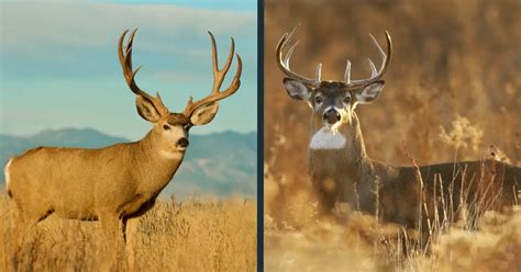 Mule Deer vs Whitetail Deer Comparison [Differences] - World Deer