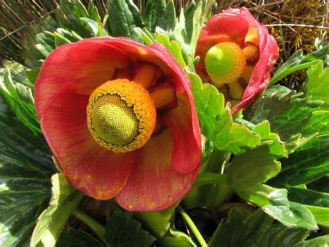 PLANTAS INSÓLITAS DEL PERÚ - Flor de rima rima. | Planting flowers ...