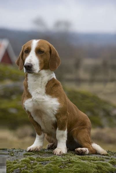 Drever Dog - Puppies, Rescue, Pictures, Information, Temperament, Characteristics | Animals Breeds