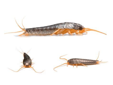 Silverfish Pest Control Phoenix AZ | Exterminator | Blue Sky Pest