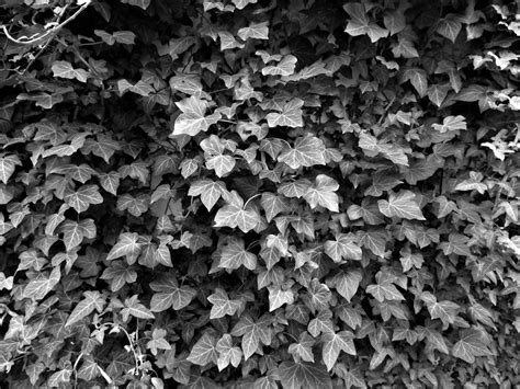 Ivy Free Stock Photo - Public Domain Pictures