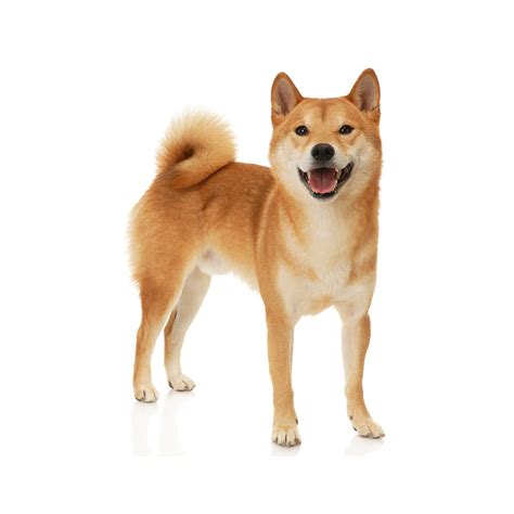 Shiba Inu Breed Information & Insights | Basepaws