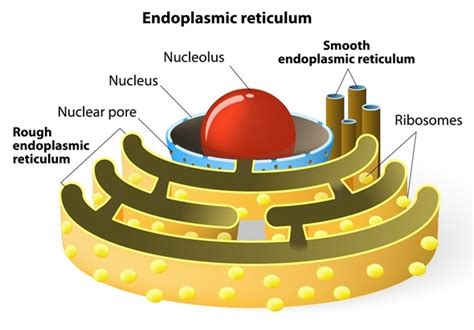 Le réticulum endoplasmique et le fuselage de Golgi : Quelle est la ...