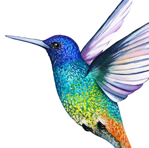 Golden Tailed Sapphire Hummingbird Print in 2021 | Hummingbird illustration, Hummingbird drawing ...