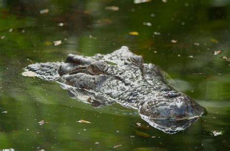 Saltwater Crocodile Attacks In Australia - Hits, Near Misses, How To Be Safe