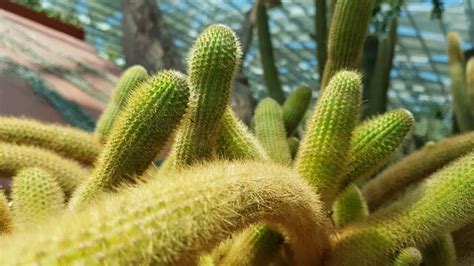 Free Monkey Tail Cactus Care & Plant Growing Guide