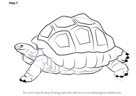 Step by Step How to Draw a Tortoise : DrawingTutorials101.com | Tortoise drawing, Turtle drawing ...