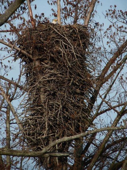 TIL Bald eagle nests can be 13 feet deep, and 8 feet wide, and can ...