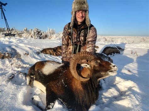 Mouflon Sheep – European Wild Boar Hunt