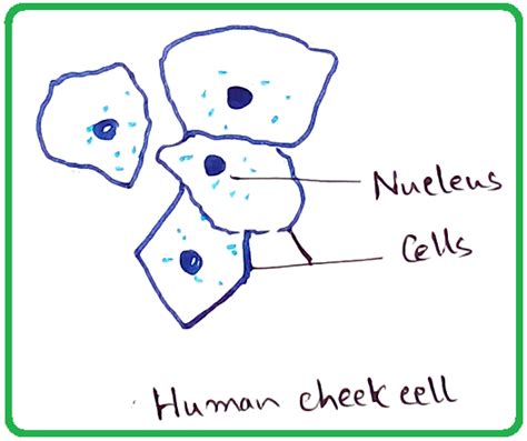 Human Cheek Cells Under the Microscope | Haematoxylin | Cell Membrane