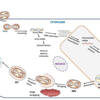 Schematic representation of the Orthopoxvirus replication cycle and ...