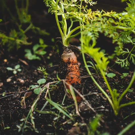 How to Propagate Rosemary: A Complete Guide for Beginners