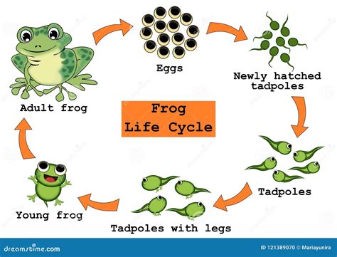 Frog Life Cycle Concept stock illustration. Illustration of little - 121389070