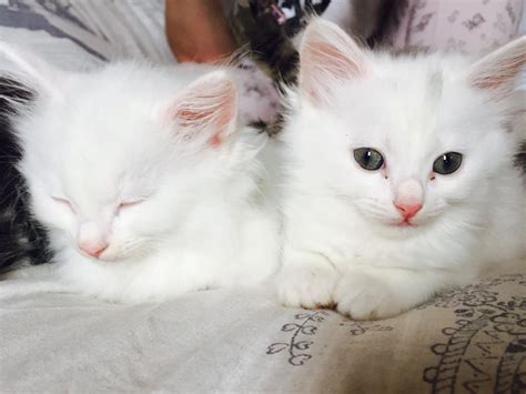 8+ Turkish Angora Kitten - Furry Kittens