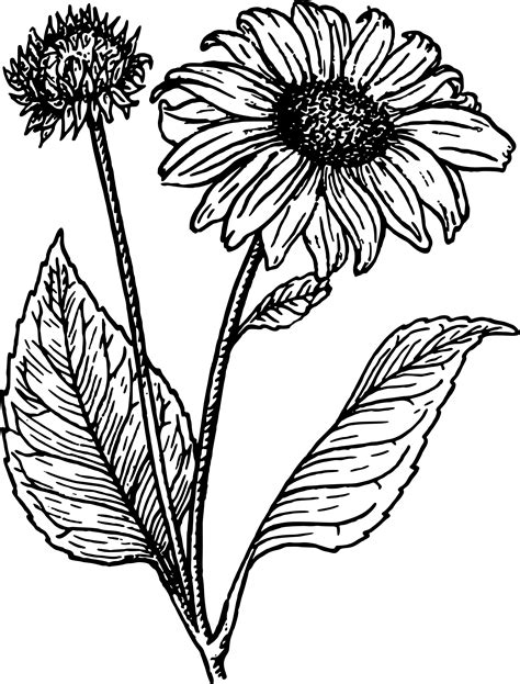 Sunflower Drawing at GetDrawings | Free download