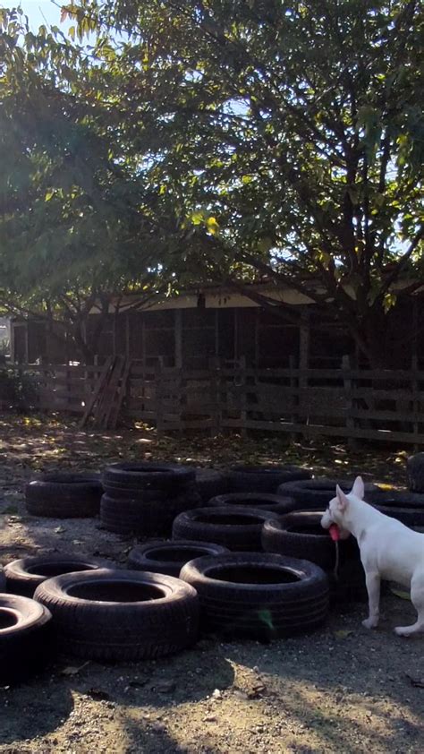 Bull terrier puppy training , behind the scenes😂 | Bull terrier puppy training , behind the ...