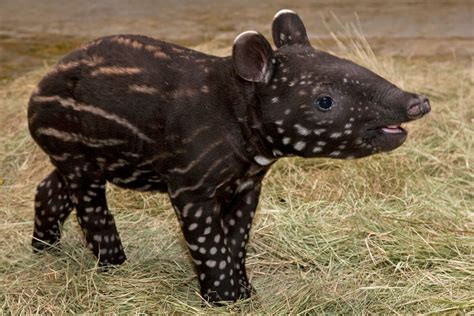 Tapir | San Diego Zoo Animals & Plants