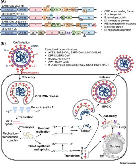 Coronaviruses: Innate Immunity, Inflammasome Activation, Inflammatory Cell Death, and Cytokines ...