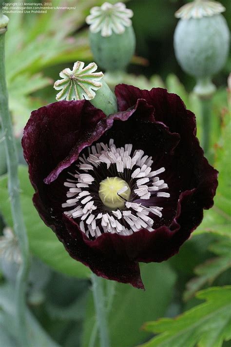 Pin on POPPIES