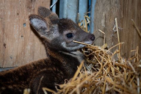 Columbus Zoo welcomes baby Siberian musk deer | WSYX