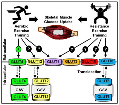 Develop a Hypothesis to Explain the Difference Between Glucose Uptake