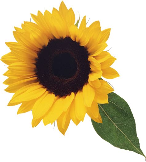 Free Sunflower Clipart Pictures - Clipartix