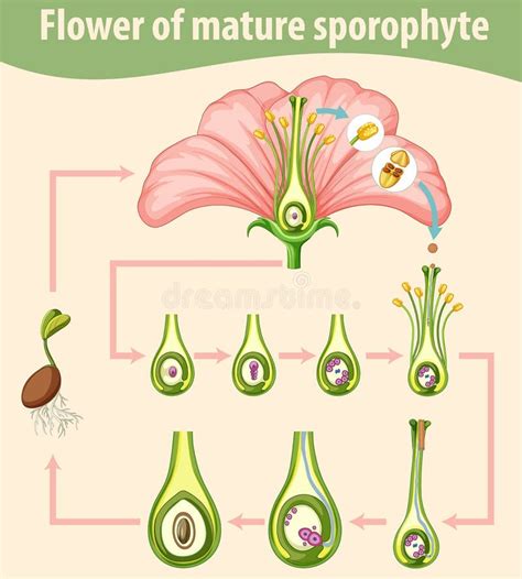 Diagram Showing Flower of Mature Sporophyte Stock Vector - Illustration of education, nature ...