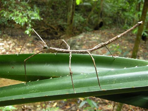 Check Out These Photos of the World's Largest Stick Bug - Heads Up by ...