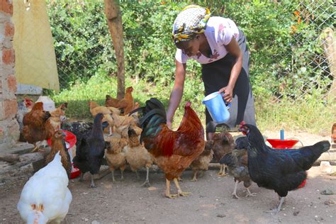 ‘Poultry Farming Has Increased My Household Income’ | Kenya | World Vision International