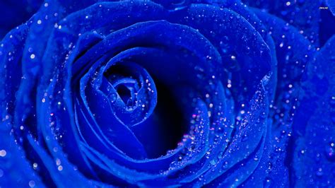 🔥 [50+] Blue Roses Wallpapers Images | WallpaperSafari