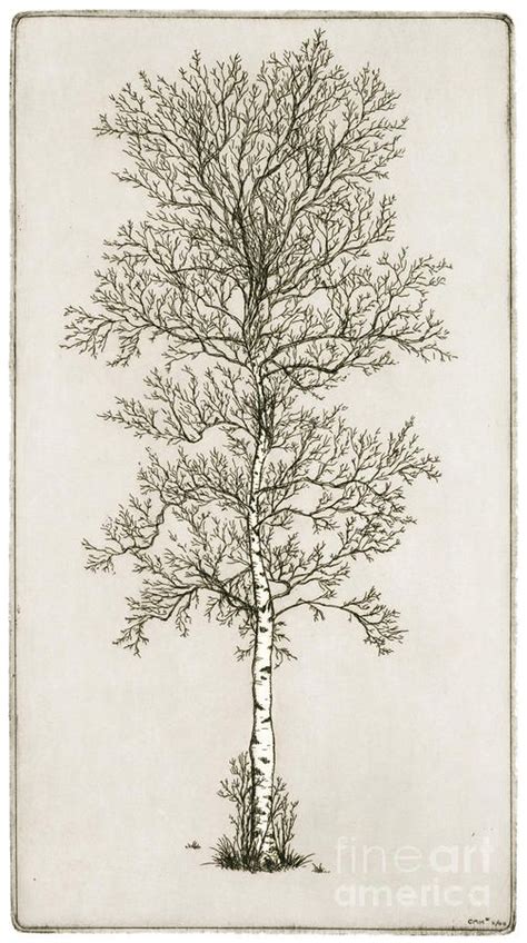 Birch Tree Drawing by Charles Harden