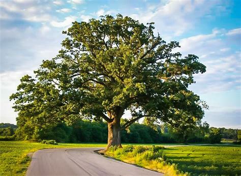 Oak Trees Landscaping, Landscape Trees, Old Trees, Small Trees, Bur Oak Tree, Best Shade Trees ...