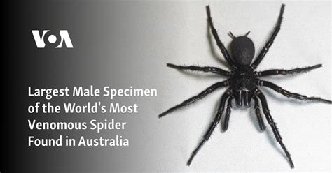 Largest Male Specimen of World's Most Venomous Spider Found in Australia