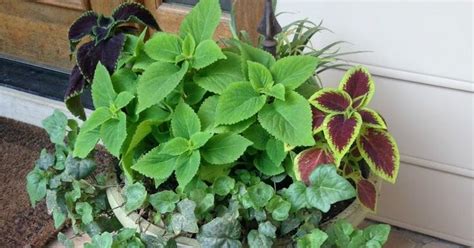 Best plants for a shady porch | Porch plants, Shade plants, Front porch plants