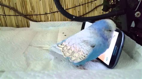 Angry Budgie - YouTube