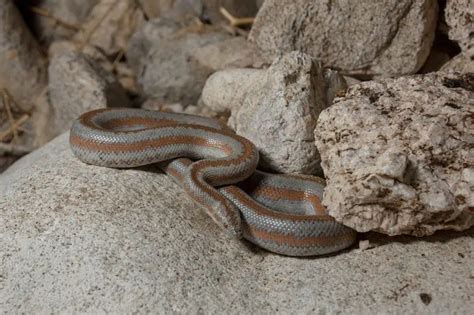 13 Cool Rosy Boa Morphs With Pictures – Family Life Share