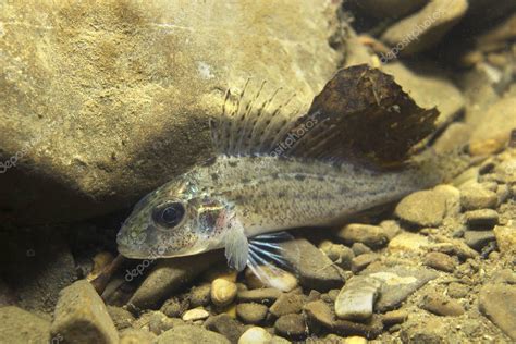 Peces de agua dulce Ruffe (Gymnocephalus cernuus) en la hermosa libra limpia. Fotografía ...